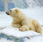 Комплексы «Кошкин дом» и «Северный полюс» построят в зоопарке