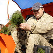 Деревьев на 44 миллиона высадят в Новосибирской области до конца года