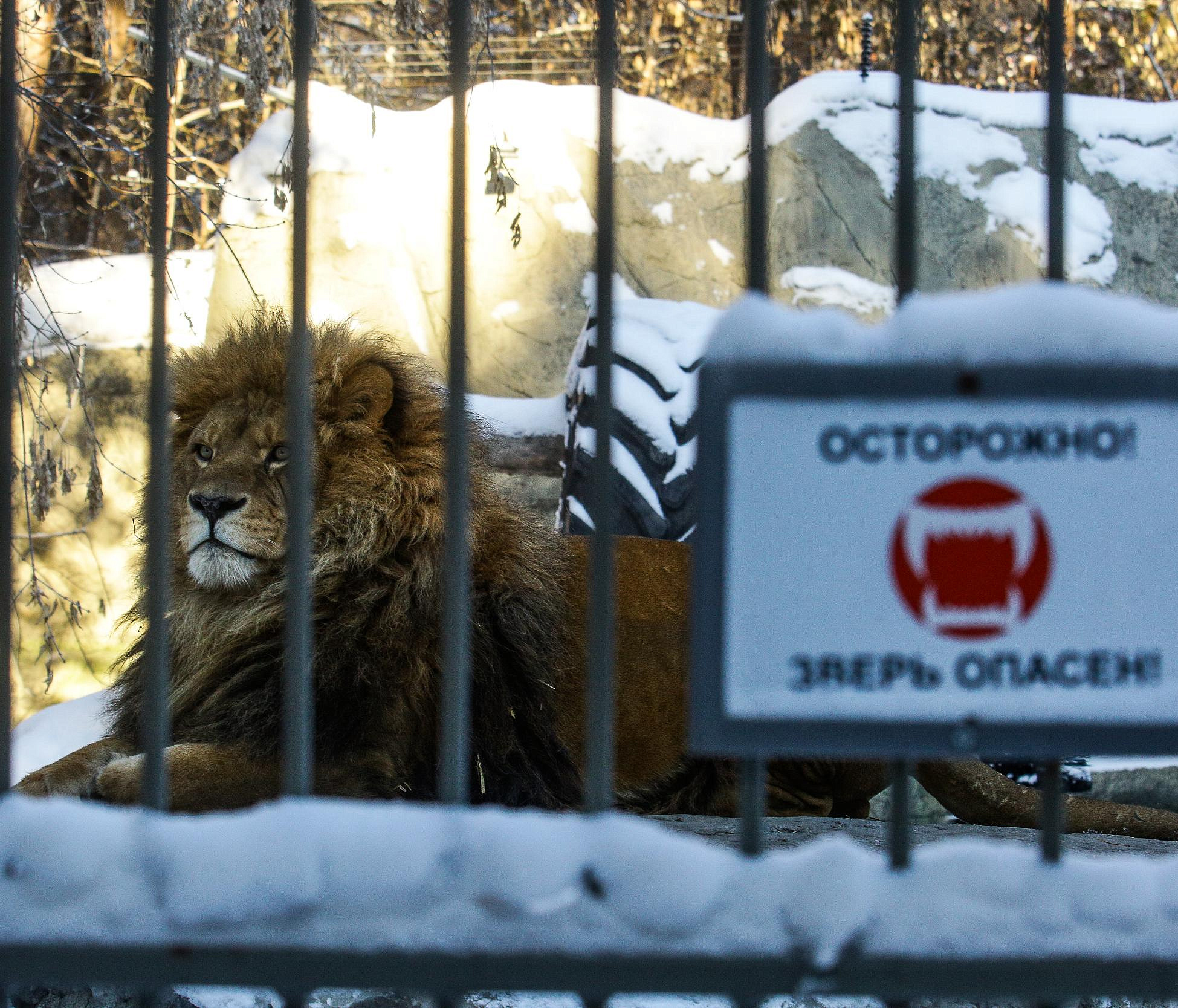 Солью и кофейным жмыхом посыпают дорожки в Новосибирском зоопарке