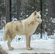 Новосибирский зоопарк продал 6 полярных волков в Арабские Эмираты