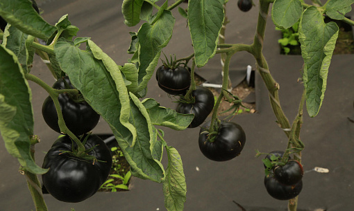 Чёрные помидоры и картошку с фиолетовой мякотью выводят под Новосибирском