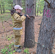 Лесопатологам устроили проверку знаний в лесу - фото